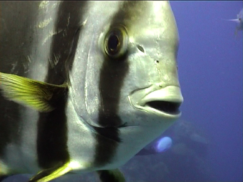 Fish-BatfishCloseUpWielka-Rafa-Koralowa-w-Australii
