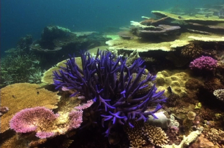 Wielka Rafa Koralowa w Australii 3