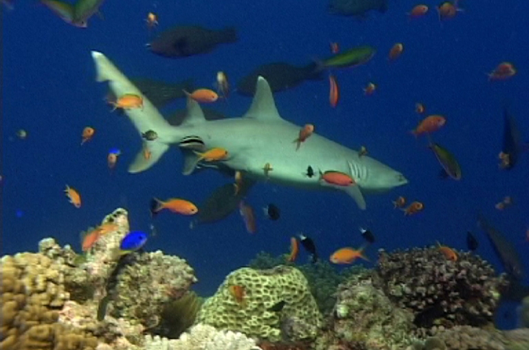 Wielka Rafa Koralowa w Australii 4