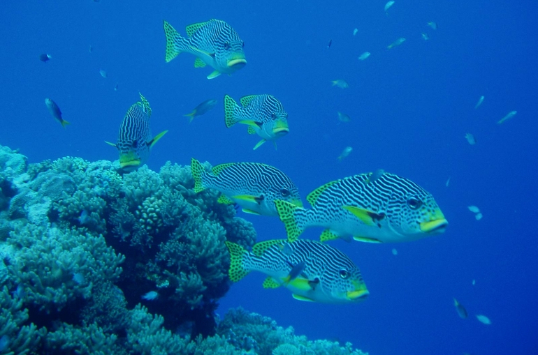 Wielka Rafa Koralowa w Australii2