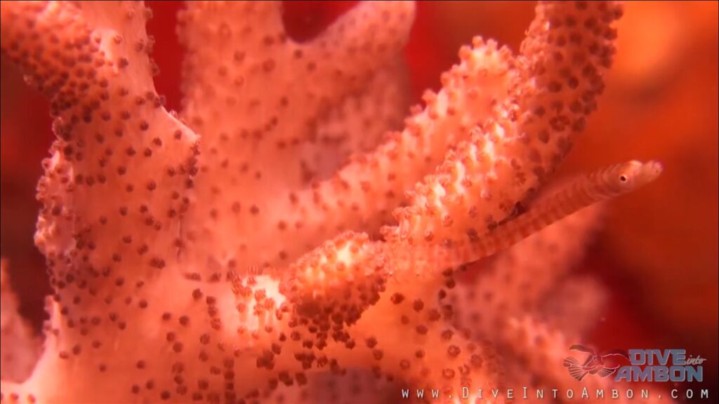 Bluelife.pl_nurkowanie_Siokunichthys_breviceps_zwierzeta_morskie_rafa_koralowa