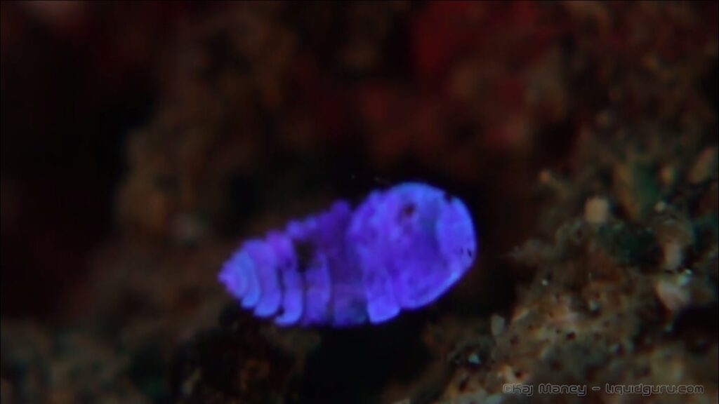 Bluelife.pl_przyroda_sapphirina