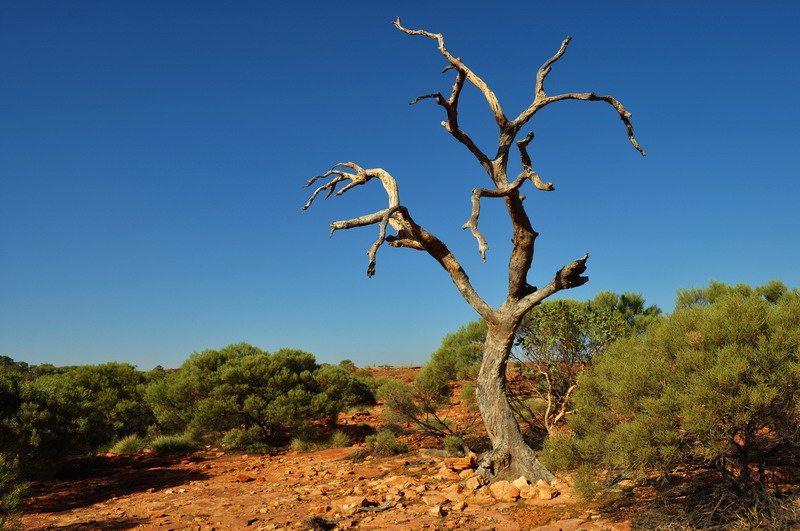 Kings Canyon - na szczycie p_askowy_u W czerwonym sercu Australii